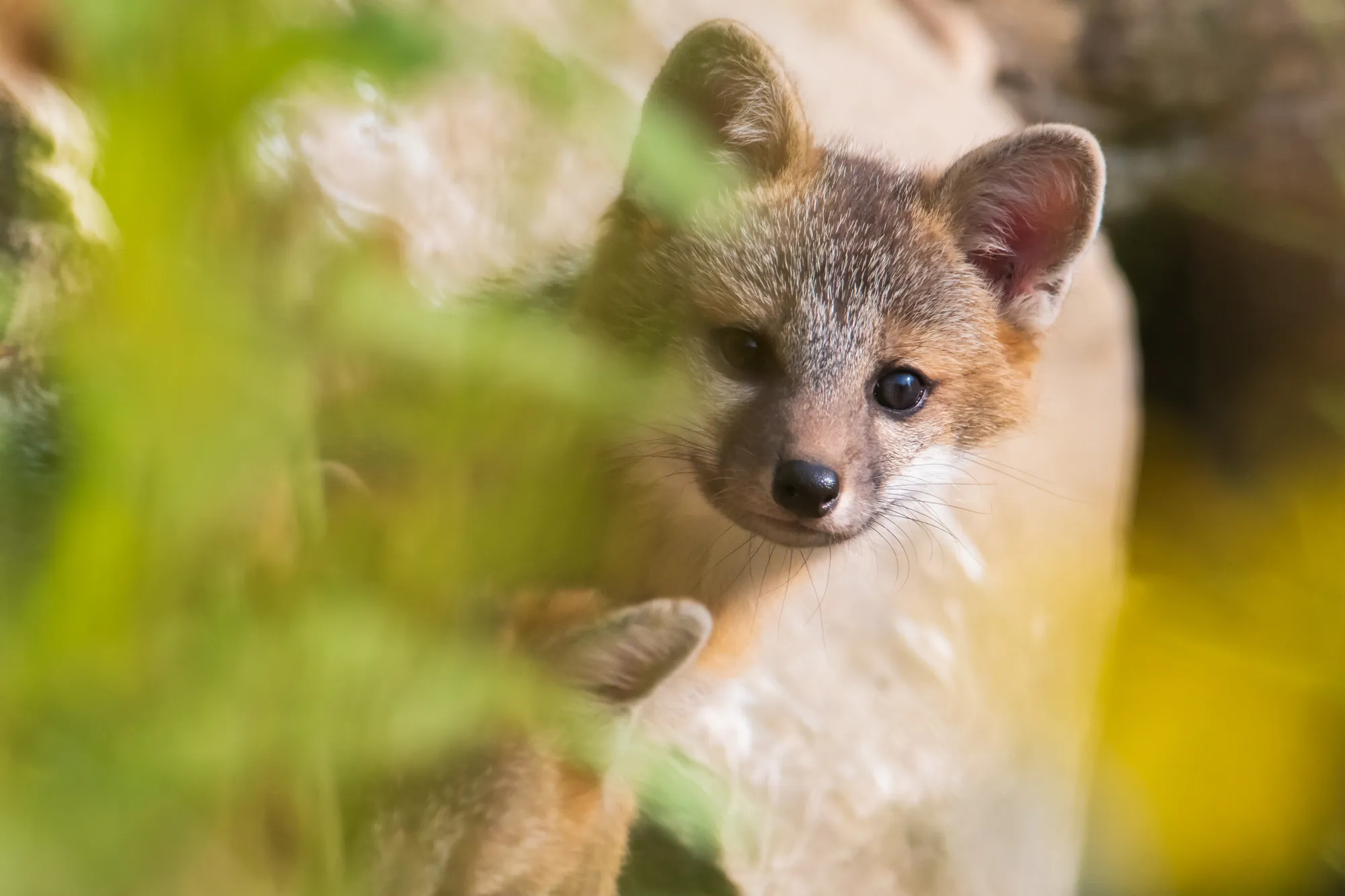 Fox cubs, North Woods. 2019.